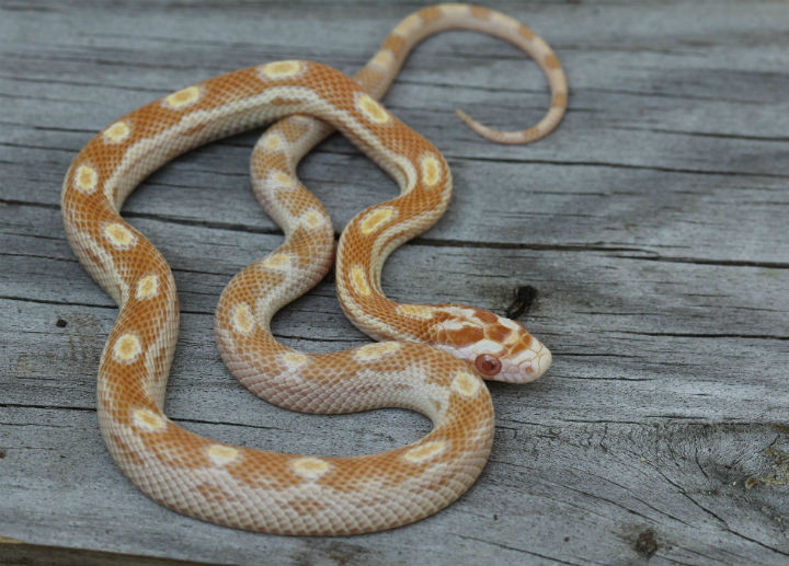 Butter Motley Corn Snake